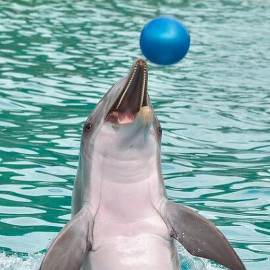 Дельфин свинья. Белокрылый Дельфин. Белокрылая морская свинья скорость плавание. Севастополь дельфинарий Артбухта.