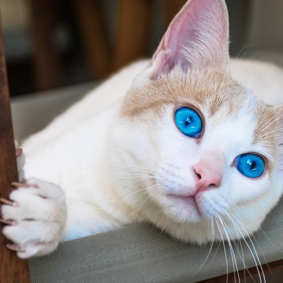 Породы котов с голубыми глазами. Охос азулес кошка. Порода Охос азулес. Охос азулес голубоглазка. Оху азелес порода кошек.