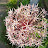 Ruderalis Indica Avatar