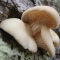 Mossy Creek Mushrooms YouTube Profile Photo