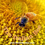 The Italian Bee - @theitalianbee YouTube Profile Photo