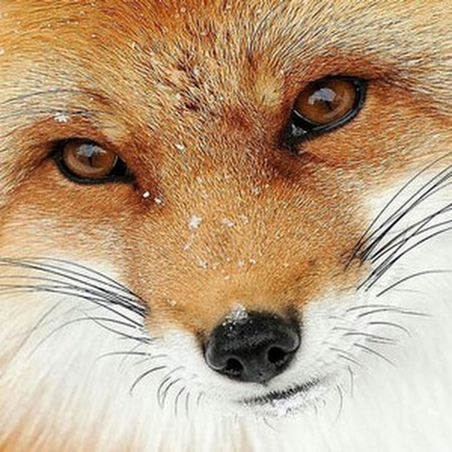 Лиса огневка дальний восток. Как у лисы ее. Лиса фото. Лиса биография. Глаза лисы.