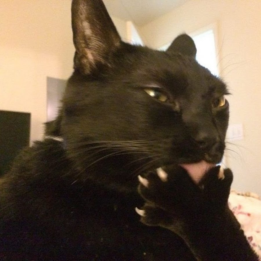 Упоротые черные коты