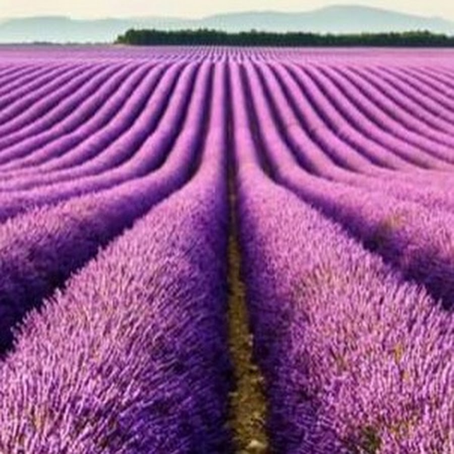 Лавандовые поля фиалка фото