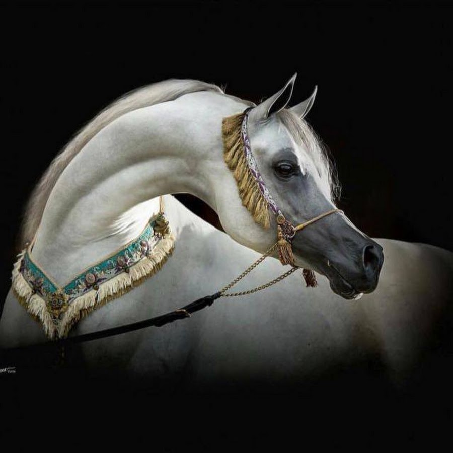 Глаза арабской лошади
