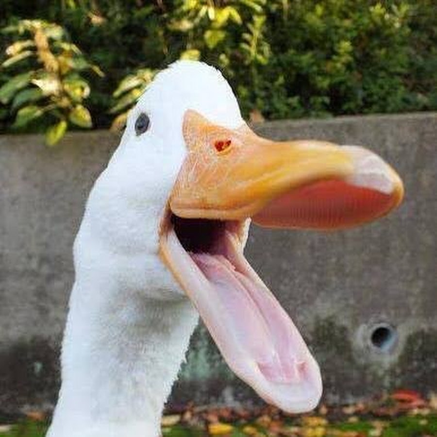 Утка селфи. Довольный гусь. Смешной гусь. Утка в шоке. Картинки на аву утки.