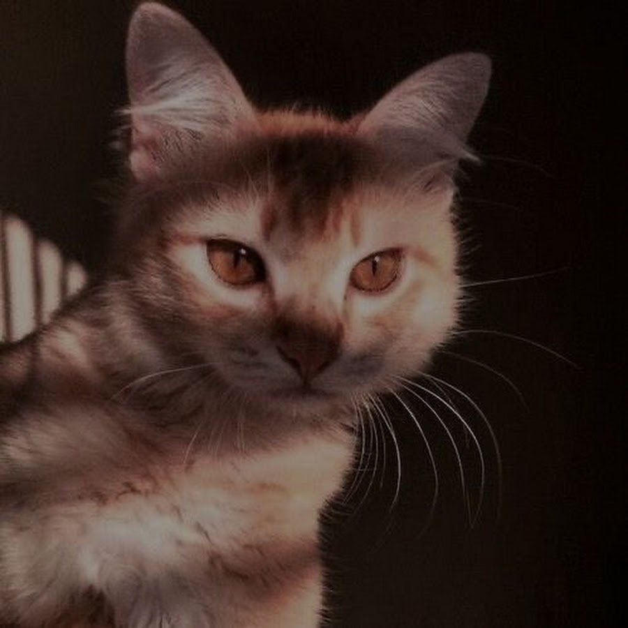 Милые пикчи с котами