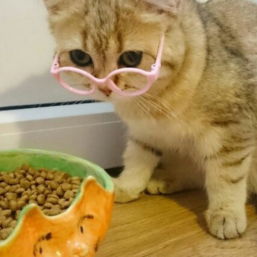 смешные кошки. удивленный котенок. красивые котята. самые популярные котики. кот.