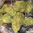 Fat Dabs