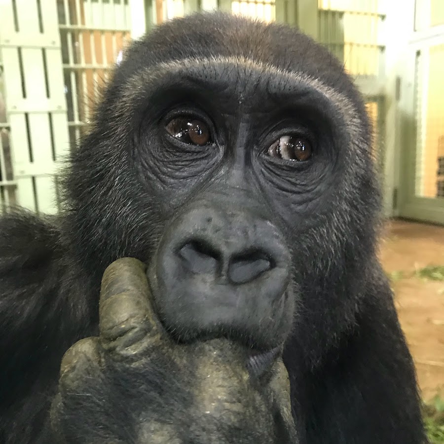 ゴリラ色の世界 Gorilla World Youtube