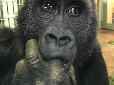 ゴリラ画像 119577-ゴリラ画像