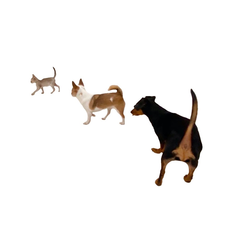 のんいのchannel Youtube