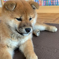 柴犬もち