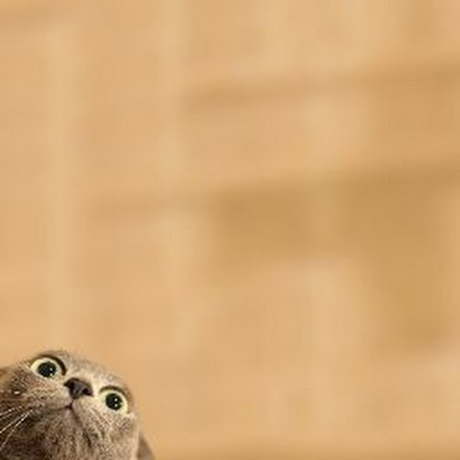 Парень палехче. Я спать. Обои на телефон меме. Я что то не фон. Патрик из спанч боба.