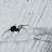 Spider Cloone