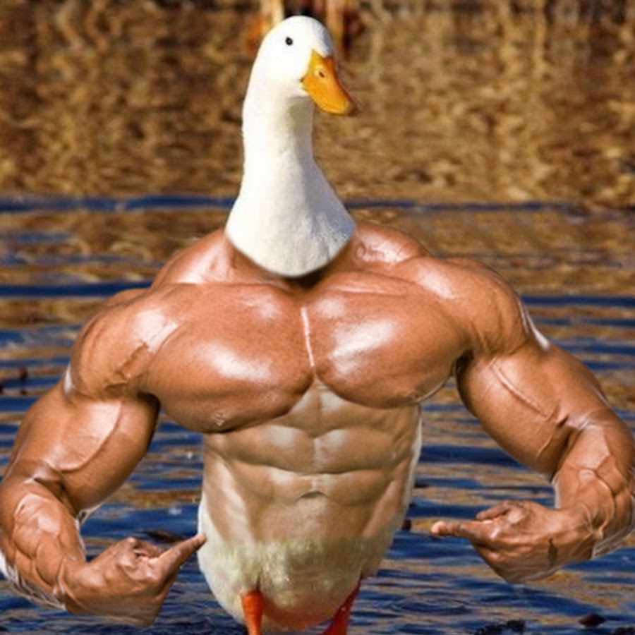 Мышцы утки. Мышцы утки. Мышцы утки. Мышцы птицы анатомия. Мускулистая утка.