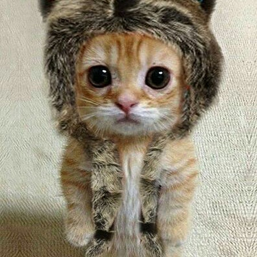 Жалобный котик10