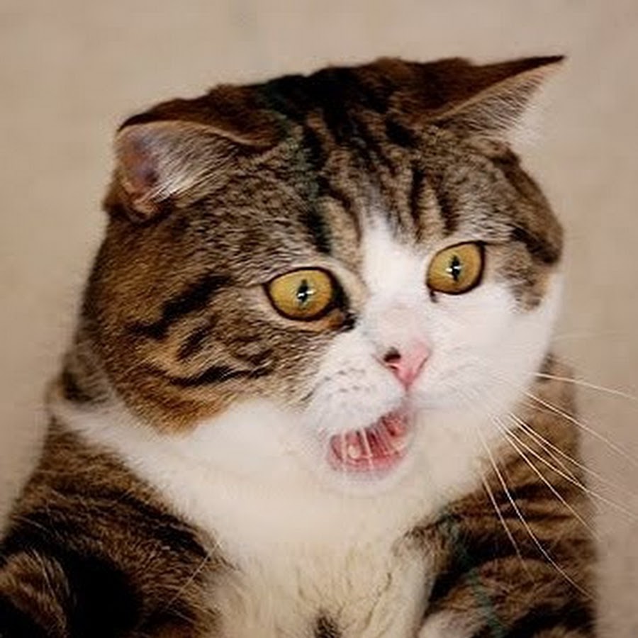 Привет Мем с котом