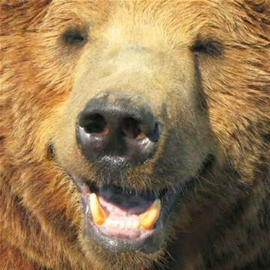 Bears are you happy. Happy Bear.