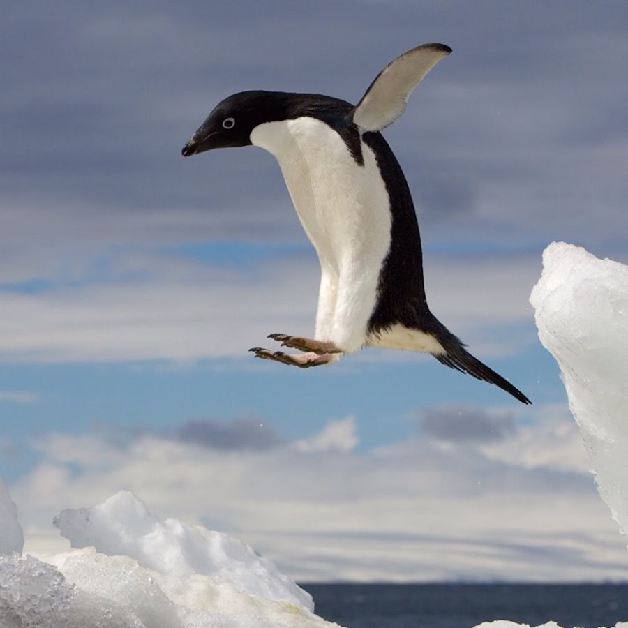 Пингвин Адели прыгают в воду