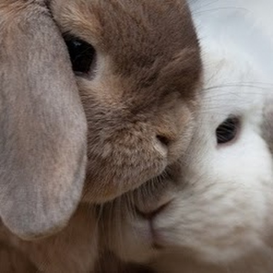Зайка целует. Влюбленные кролики. Влюбленные зайчики. Кролики целуются. Зайцы любовь.