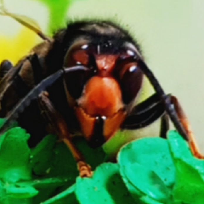 The Hoof GP Net Worth & Earnings (2023)