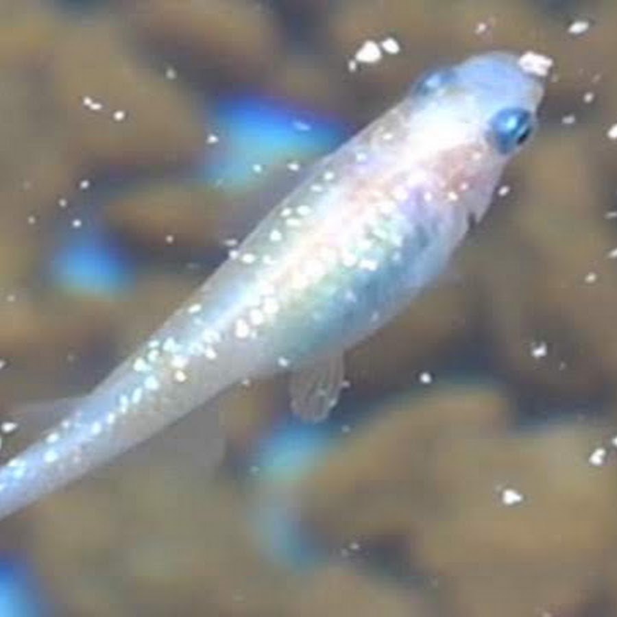 世界最強アクアリウム Youtube