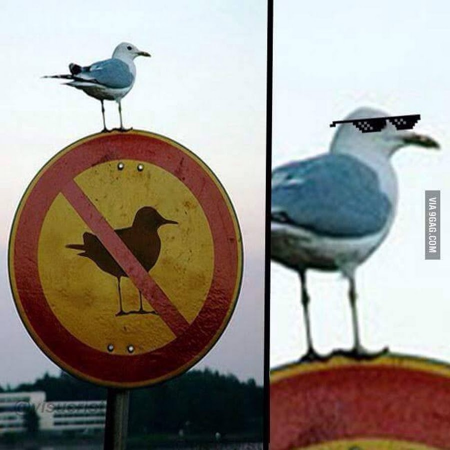 Знак птицы