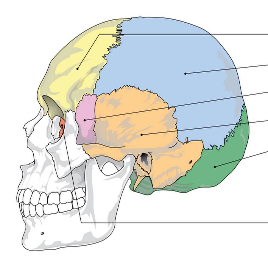 Строение теменной кости черепа человека анатомия