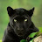 Black Panther Avatar