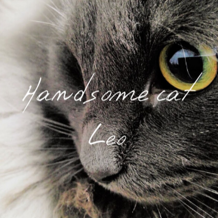 イケメン猫のレオ君 Handsomecat Leo Youtube