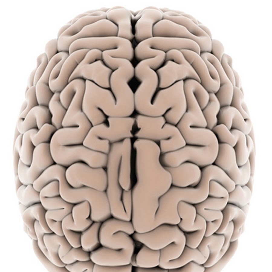 196 brain. Мозг сверху. Фото мозга человека на белом фоне.