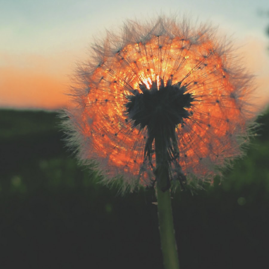 AMLnZu8NmJlGcYpGjZ6SKIWjuMbWWQuexUt81XpaHPdpw=s900ckc0x00ffffffnorj