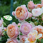Flower Park YouTube Profile Photo