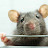TinyRodent