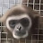 Animalover