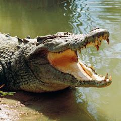 Life Of Crocodile Avatar
