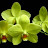 Victoria's Orchids / Орхидеи Виктории