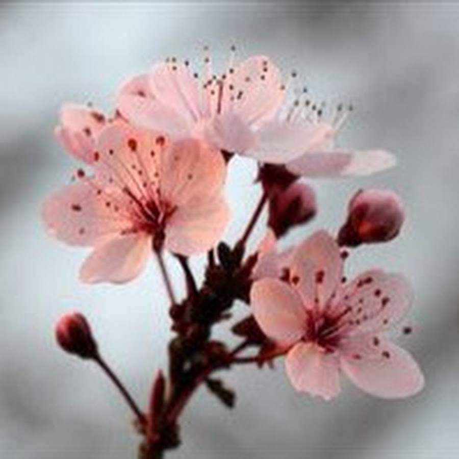 Fleurs de cerisier. Fleurs de cerisier. Колонтитулы ветка сакуры. Цветы вишни рисунок. Вишня тайхаку.