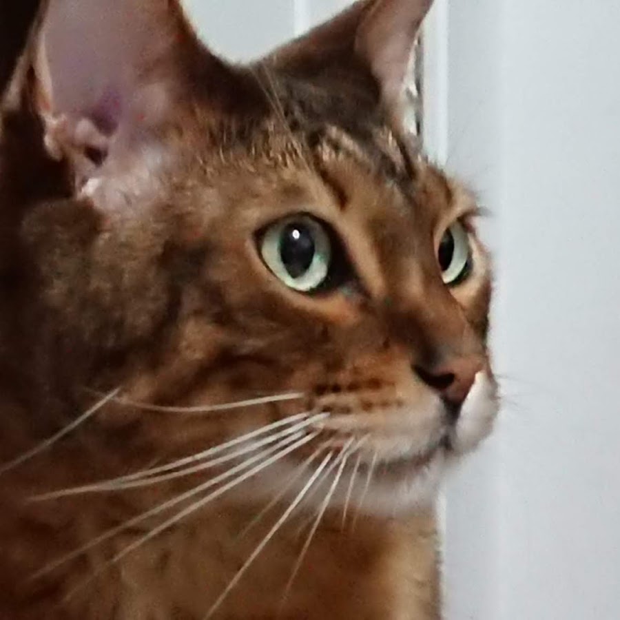 レオちゃんねる Youtube