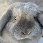 Flopsy Bunnies YouTube Profile Photo