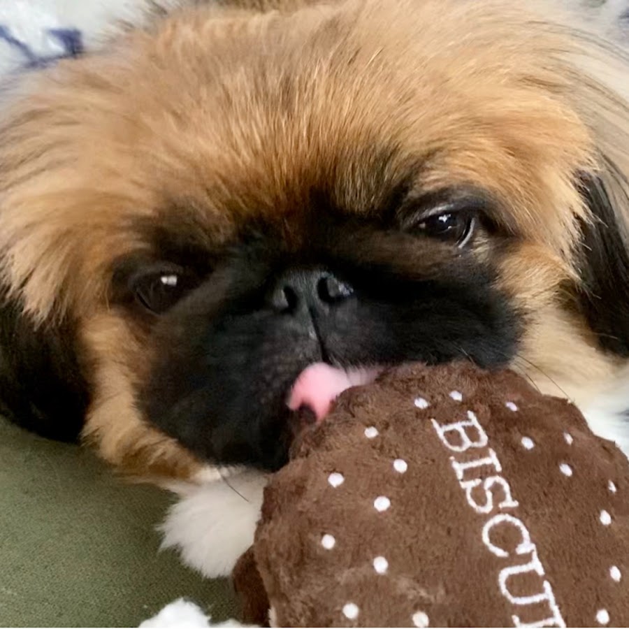 モフモフペキニーズのちょびっこチャンネル Youtube