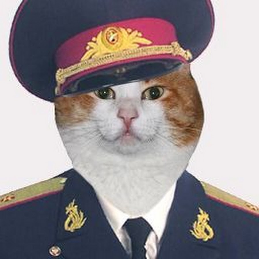 Кот в военной форме фото