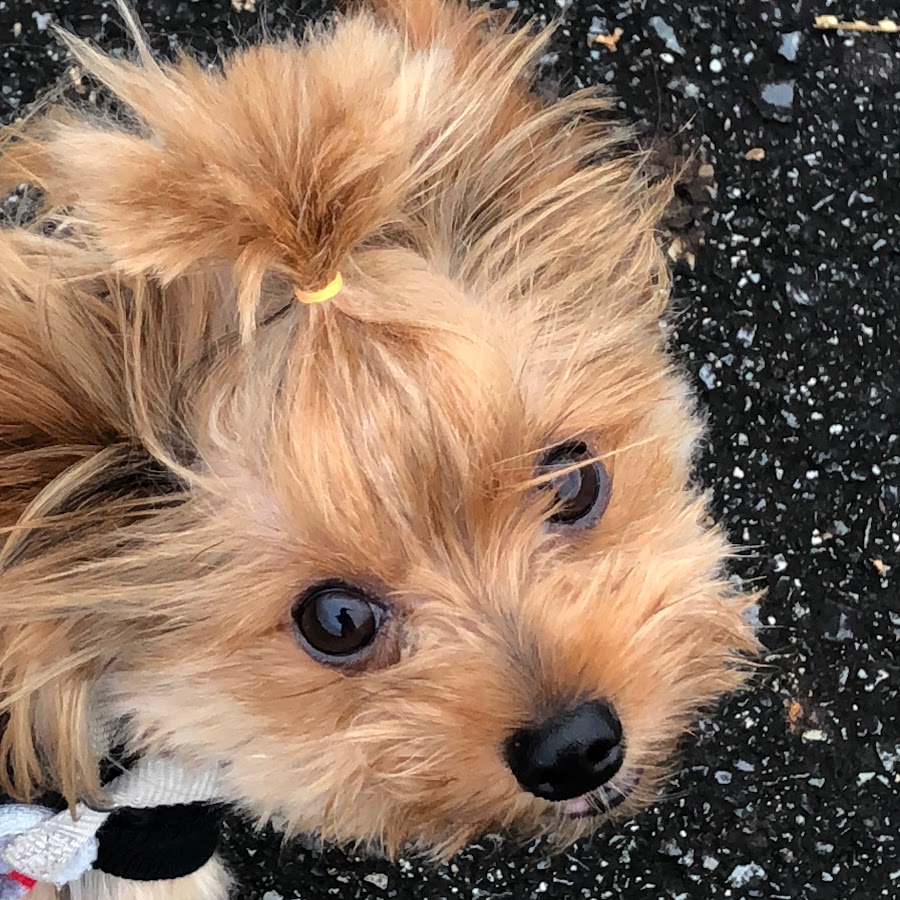 ちょんまげ犬ヨーキーcheerio Tv Youtube