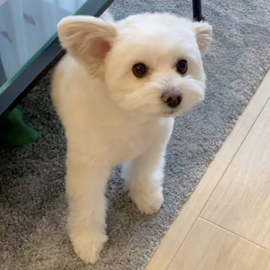 ポメプーのぷうさん Puuta S Channel Youtube