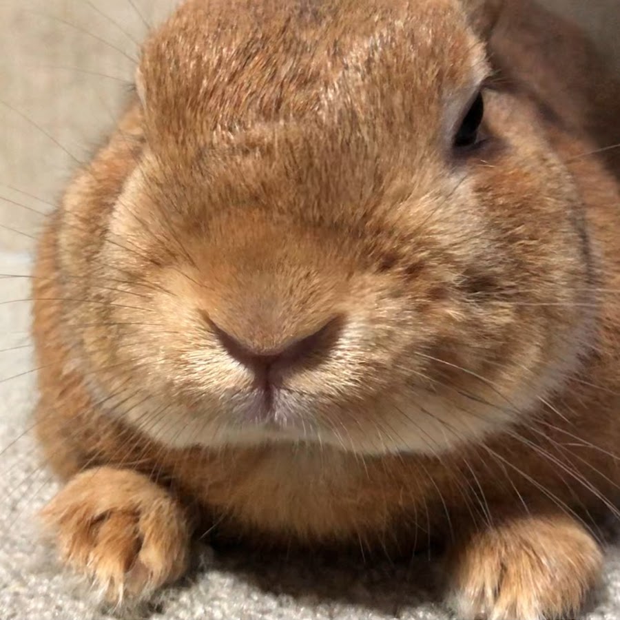 うさぎのふく Youtube