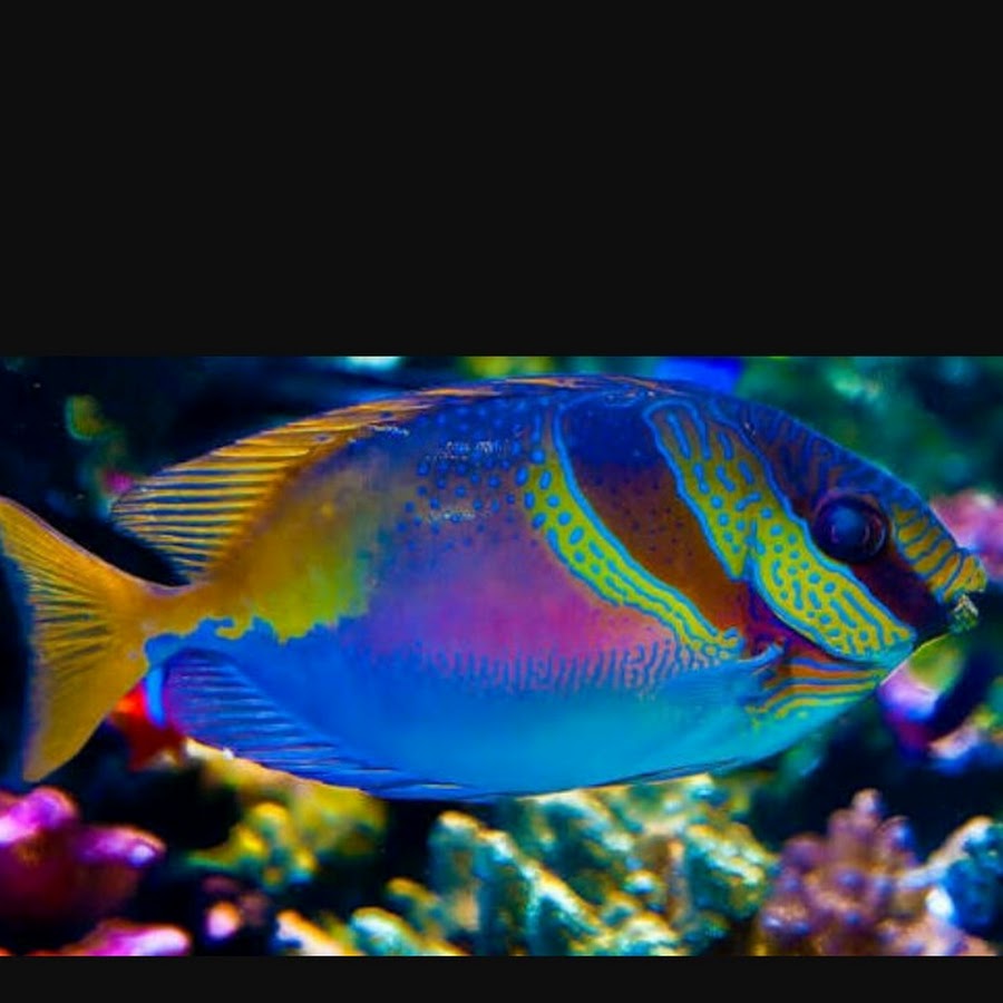 Очень красивые рыбки. Аквариумная рыбка Мандаринка. Рыба попугай океаническая. Ложнохромис Королевский Pseudochromis paccagnellae. Шишколобая рыба попугай.