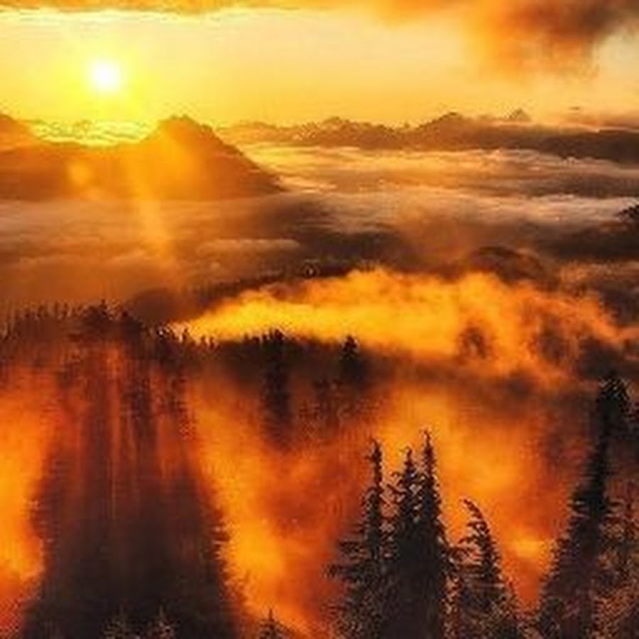 Лес горы солнце