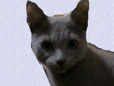 猫 面白 115957-猫 面白画像