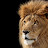 Once a leo turned lion now judah
